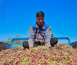 iran pistachio